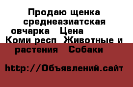 Продаю щенка среднеазиатская овчарка › Цена ­ 7 000 - Коми респ. Животные и растения » Собаки   